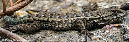 Island Fence Lizard