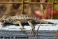 fence lizard with ticks