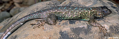 Coast Range Fence Lizard