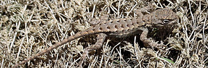 Coast Range Fence Lizard