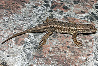 Coast Range Fence Lizard