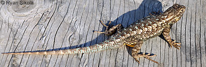 Coast Range Fence Lizard