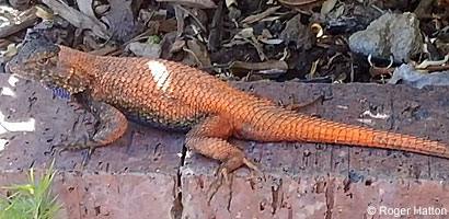 Great Basin Fence Lizard