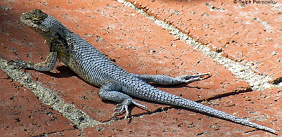 Great Basin Fence Lizard