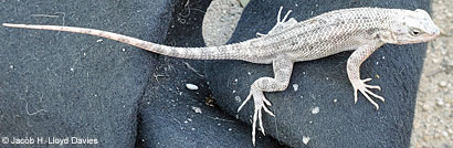 Great Basin Fence Lizard