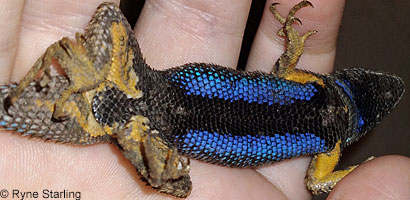 Coast Range Fence Lizard