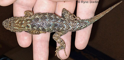 Coast Range Fence Lizard