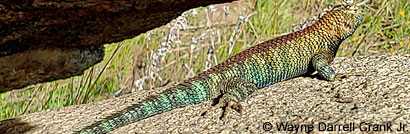 Granite Spiny Lizards