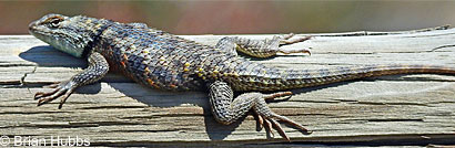 yellow-backed spiny lizard