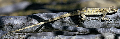 Long-tailed Brush Lizard