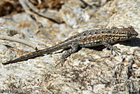 Western Side-blotched Lizard