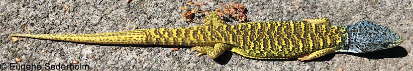 Shasta Alligator Lizard