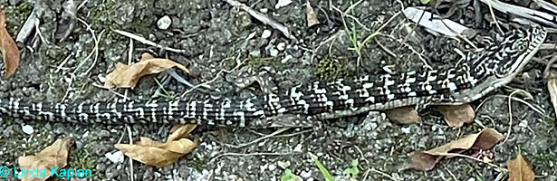 San Diego Alligator Lizard