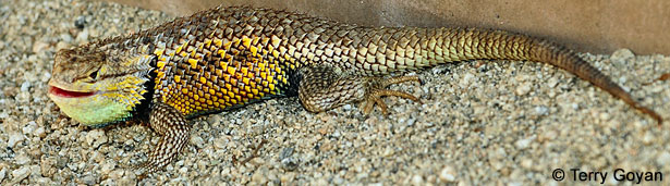 desert spiny lizard