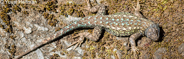 Coast Range Fence Lizard