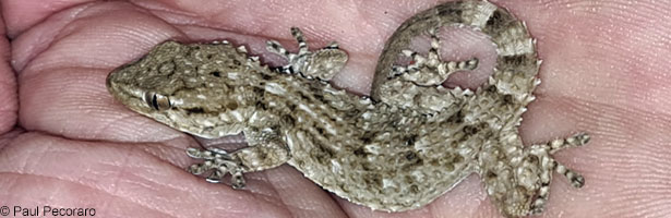 Moorish Wall Gecko