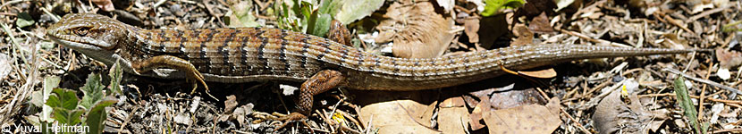 Oregon Alligator Lizard