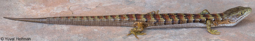 Oregon Alligator Lizard