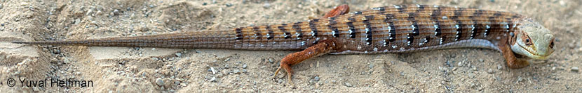 Oregon Alligator Lizard