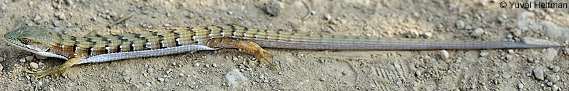 Oregon Alligator Lizard