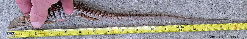 California Alligator Lizard