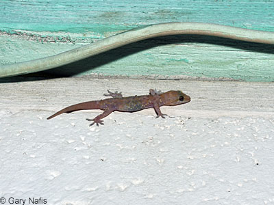 Mediterranean House Gecko