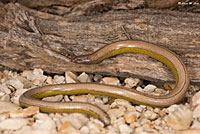 California Legless Lizard