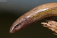 California Legless Lizard