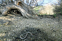 California Legless Lizard