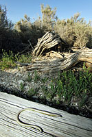 California Legless Lizard