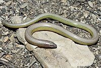 California Legless Lizard