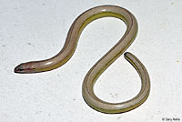 California Legless Lizard