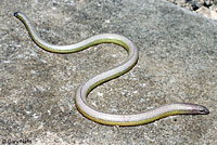 California Legless Lizard