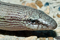 California Legless Lizard