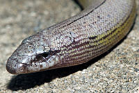 California Legless Lizard