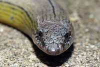 California Legless Lizard