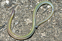 California Legless Lizard