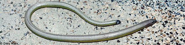 California Legless Lizard