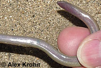 California Legless Lizard