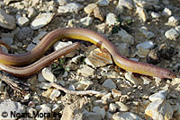 California Legless Lizard