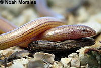 California Legless Lizard