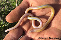 California Legless Lizard