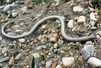 California Legless Lizard