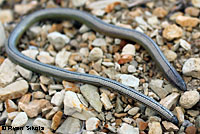 California Legless Lizard