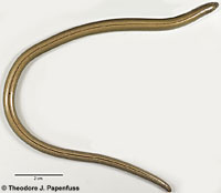 California Legless Lizard