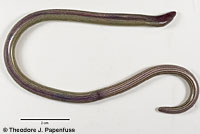 California Legless Lizard