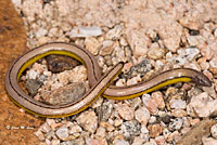 California Legless Lizard