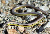 California Legless Lizard