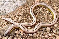 California Legless Lizard