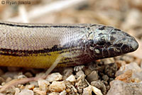 California Legless Lizard